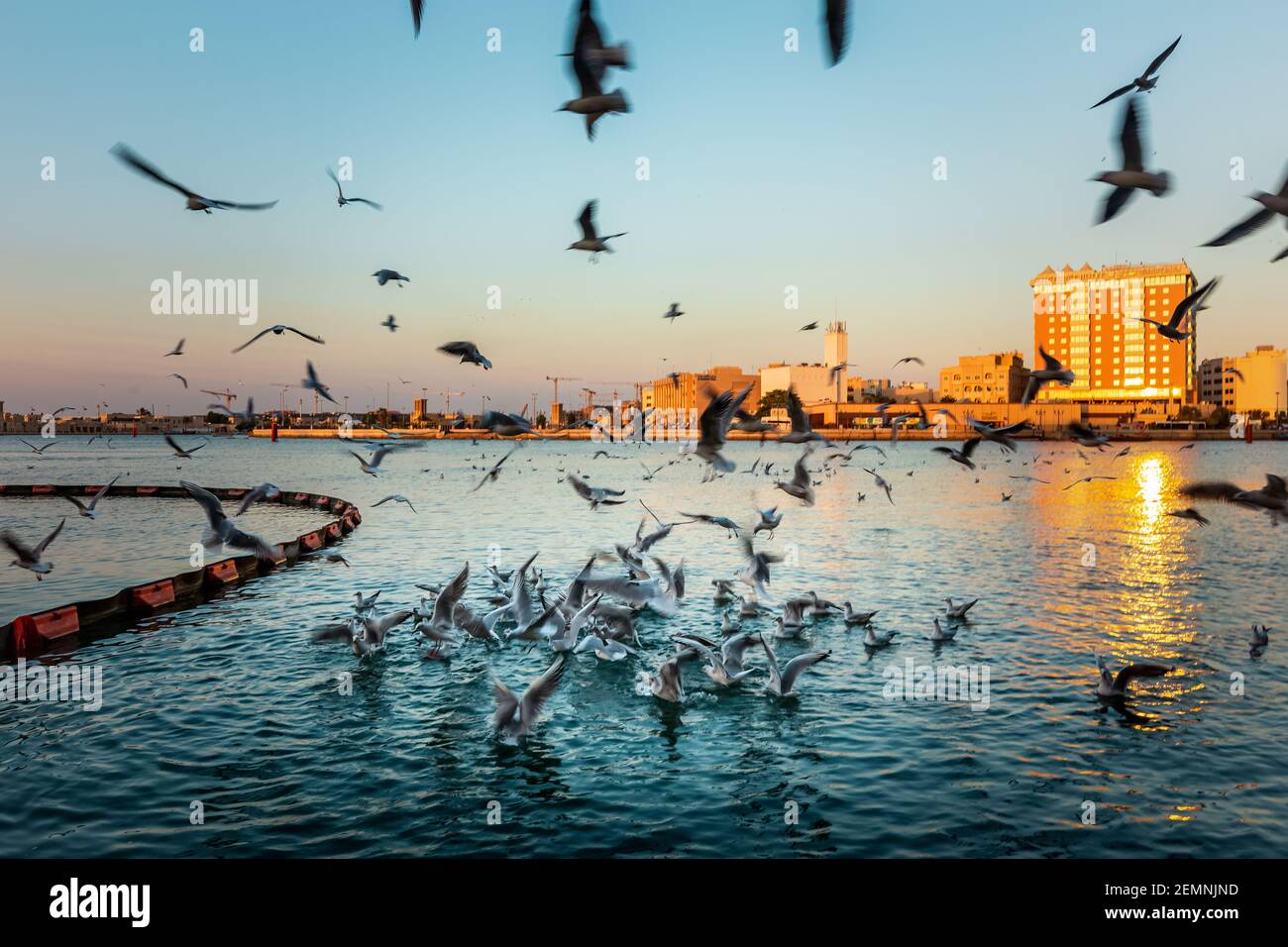 Beautiful shot of seagull birds on the blue water at Dubai Creek