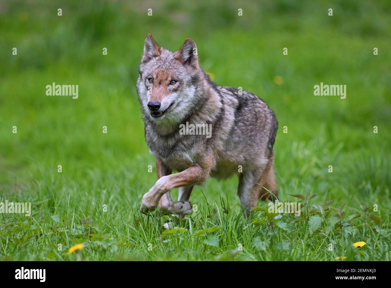 Solitary Eurasian wolf / European gray wolf / grey wolf (Canis lupus) running in meadow / grassland Stock Photo