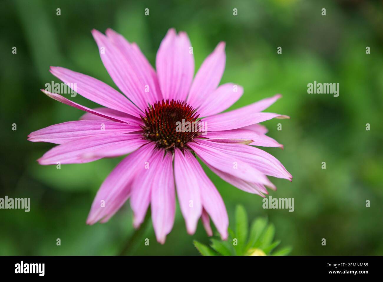 Echinacea Purpura flower Stock Photo