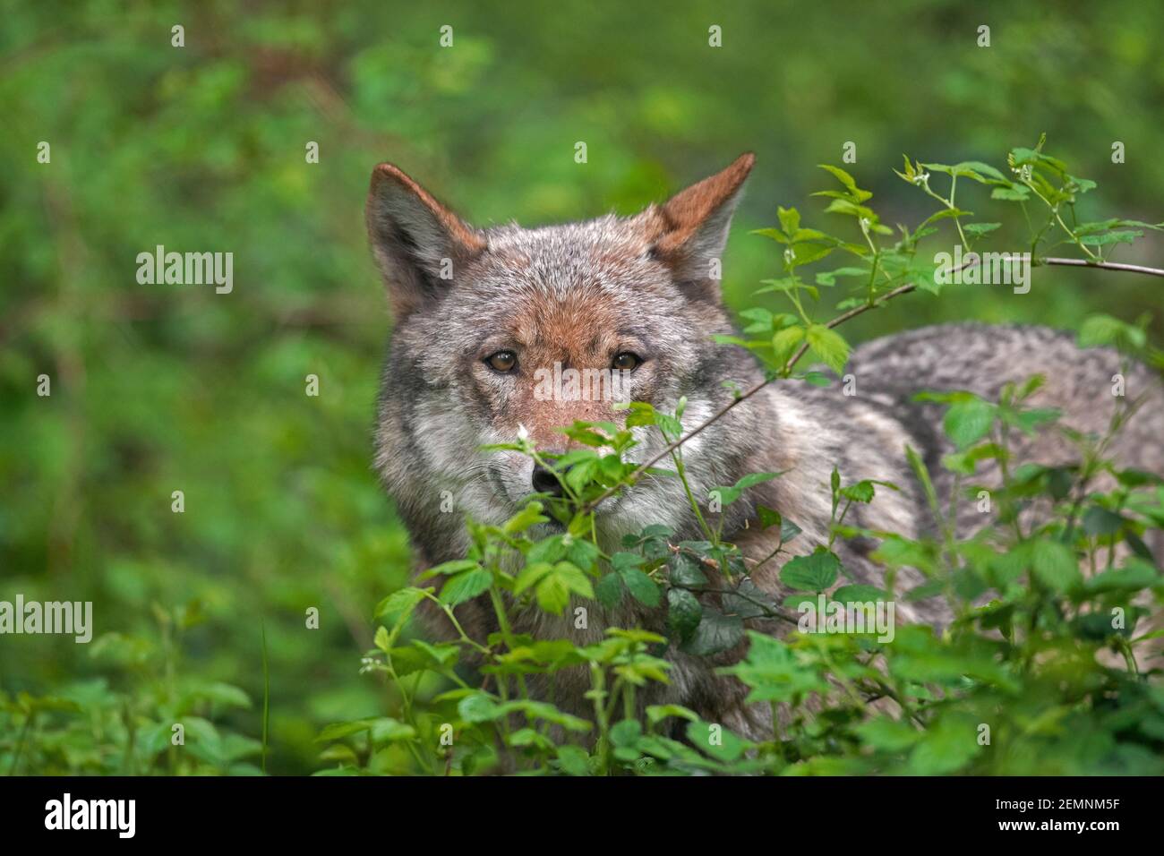 Solitary Eurasian wolf / European gray wolf / grey wolf (Canis lupus