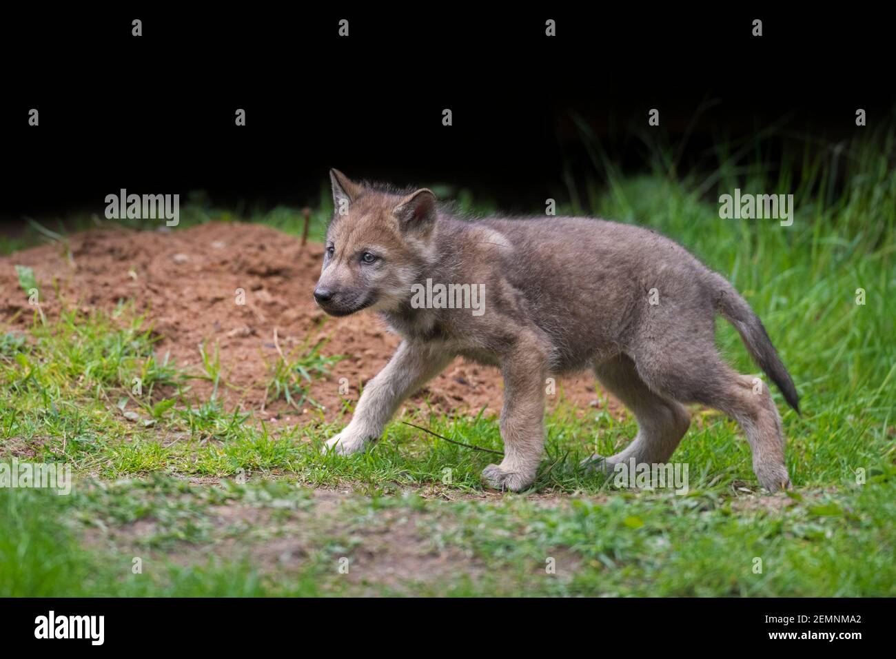 Eurasian wolf / European gray wolf / grey wolf (Canis lupus) pup near den in forest Stock Photo