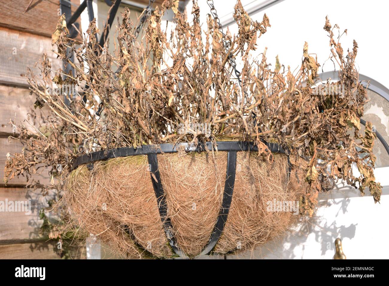 Dead flowers in hanging basket over winter UK Stock Photo Alamy