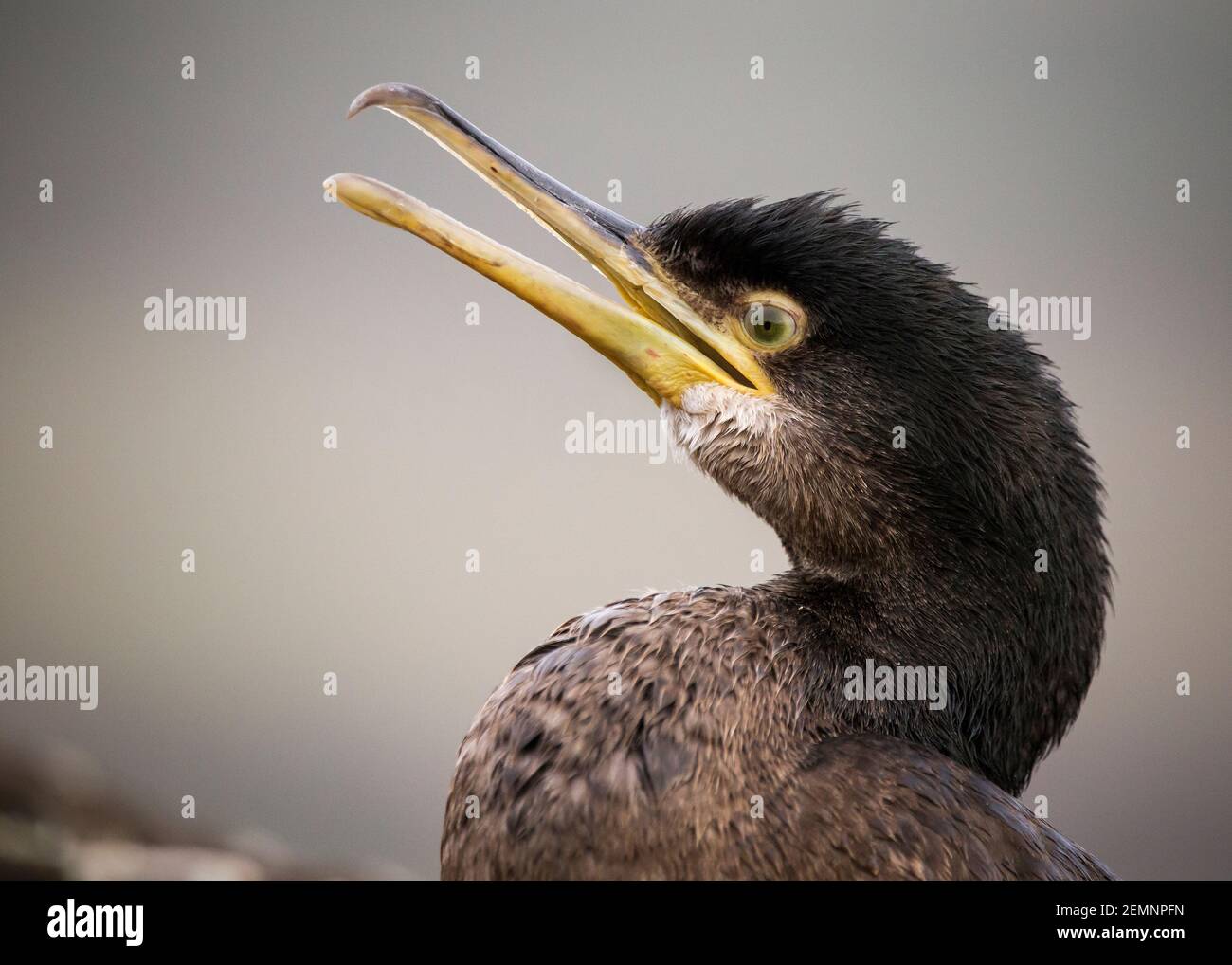 A cormorant bird with a yellow bill on a grey background Stock Photo