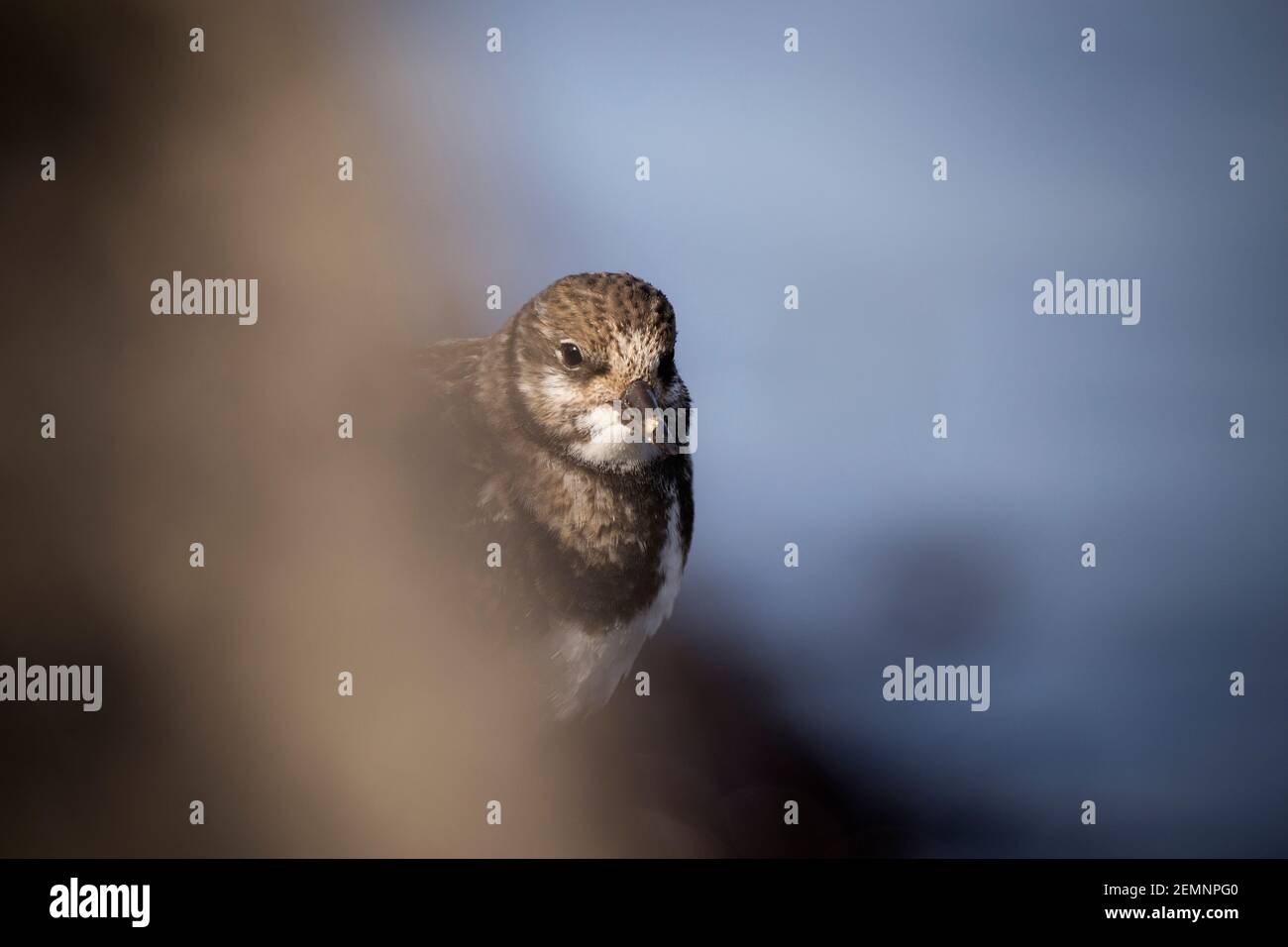 A turnstone bird peeking around a blurry rock with a blue background Stock Photo