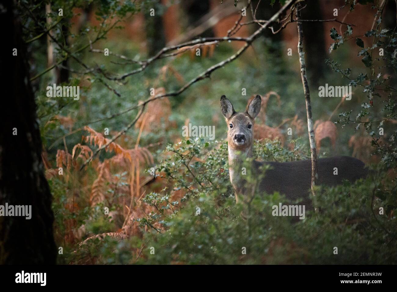 A female Roe deer in a woodland Stock Photo - Alamy