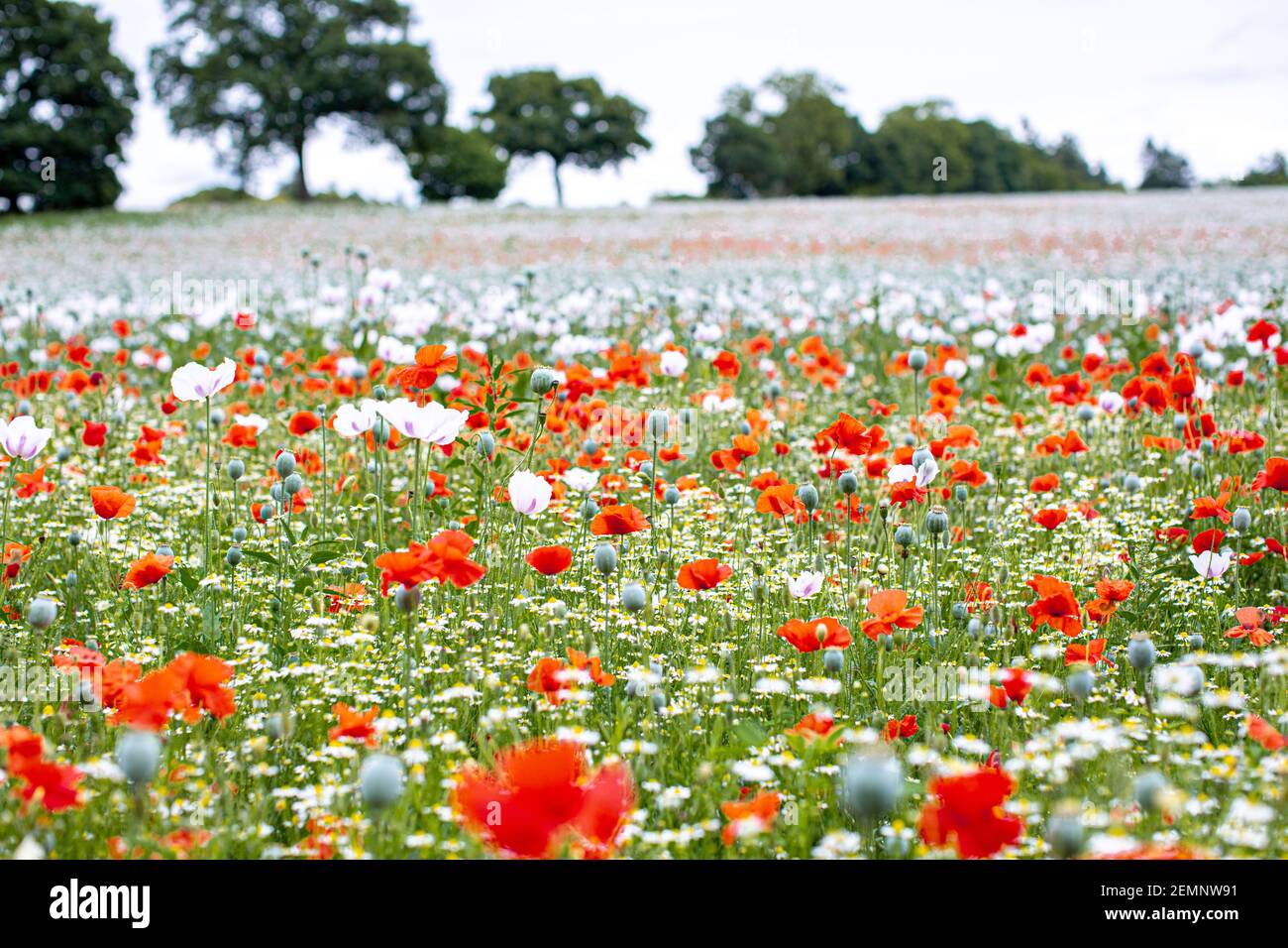 Field of poppies in summer, Oxfordshire, UK. Stock Photo