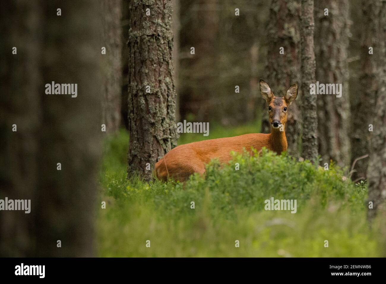 Roe deer scotland wood hi-res stock photography and images - Alamy