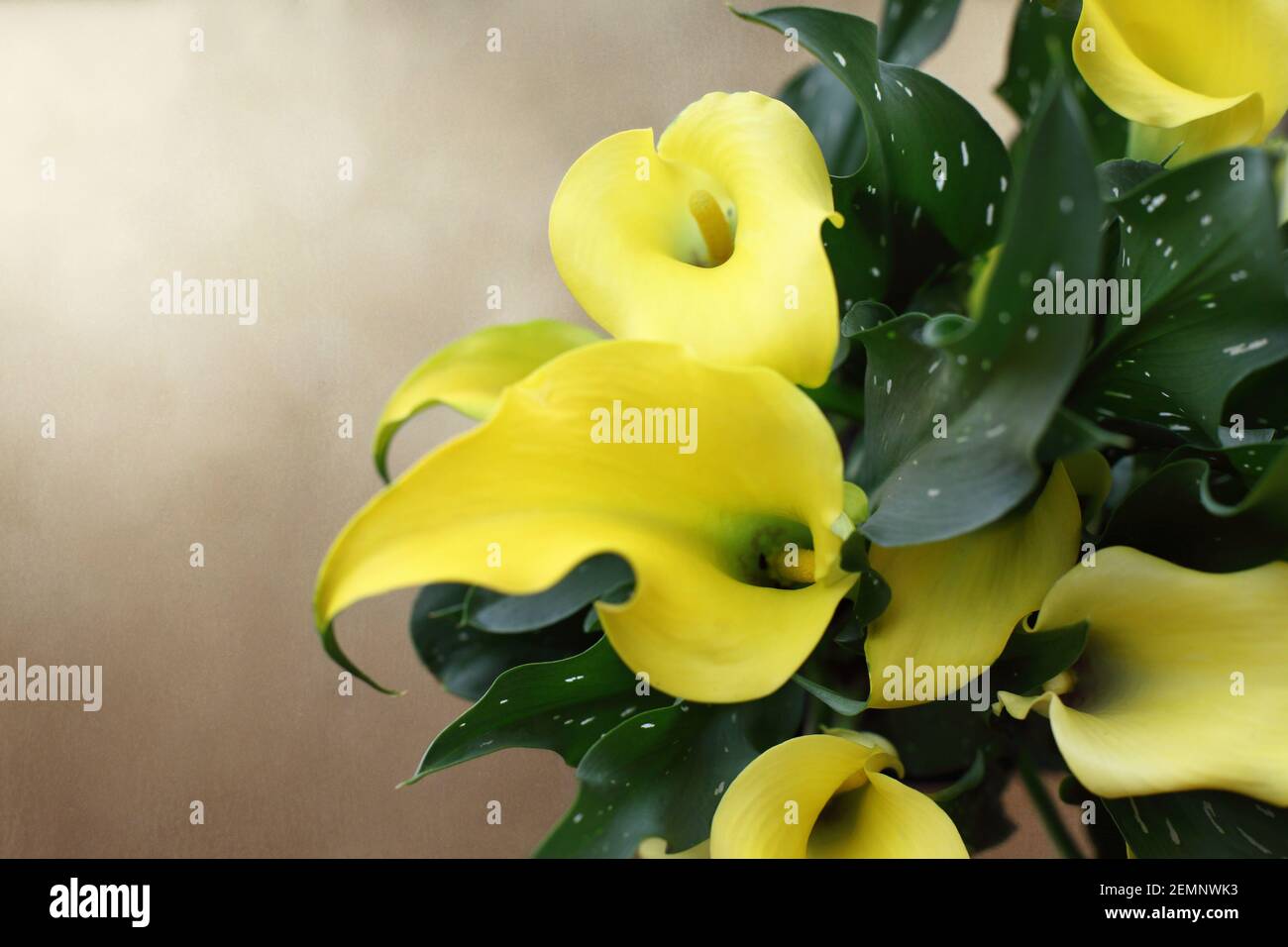 Overhead view of beautiful potted yellow Calla Lilies, Zantedeschia aethiopica; over a copper background with room for text. Image shot from top view. Stock Photo