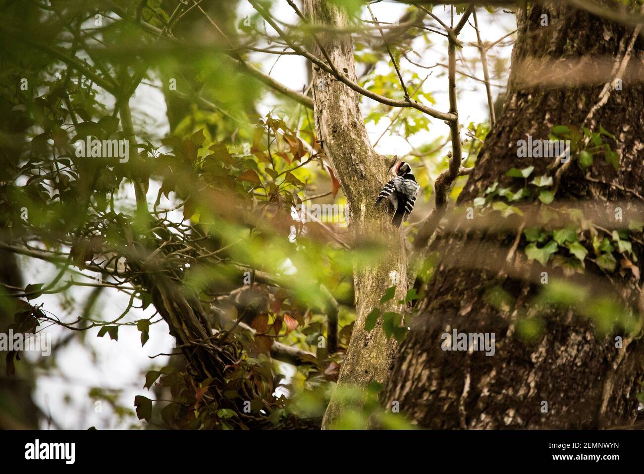 A Lesser Spotted Woodpecker preening on a tree Stock Photo