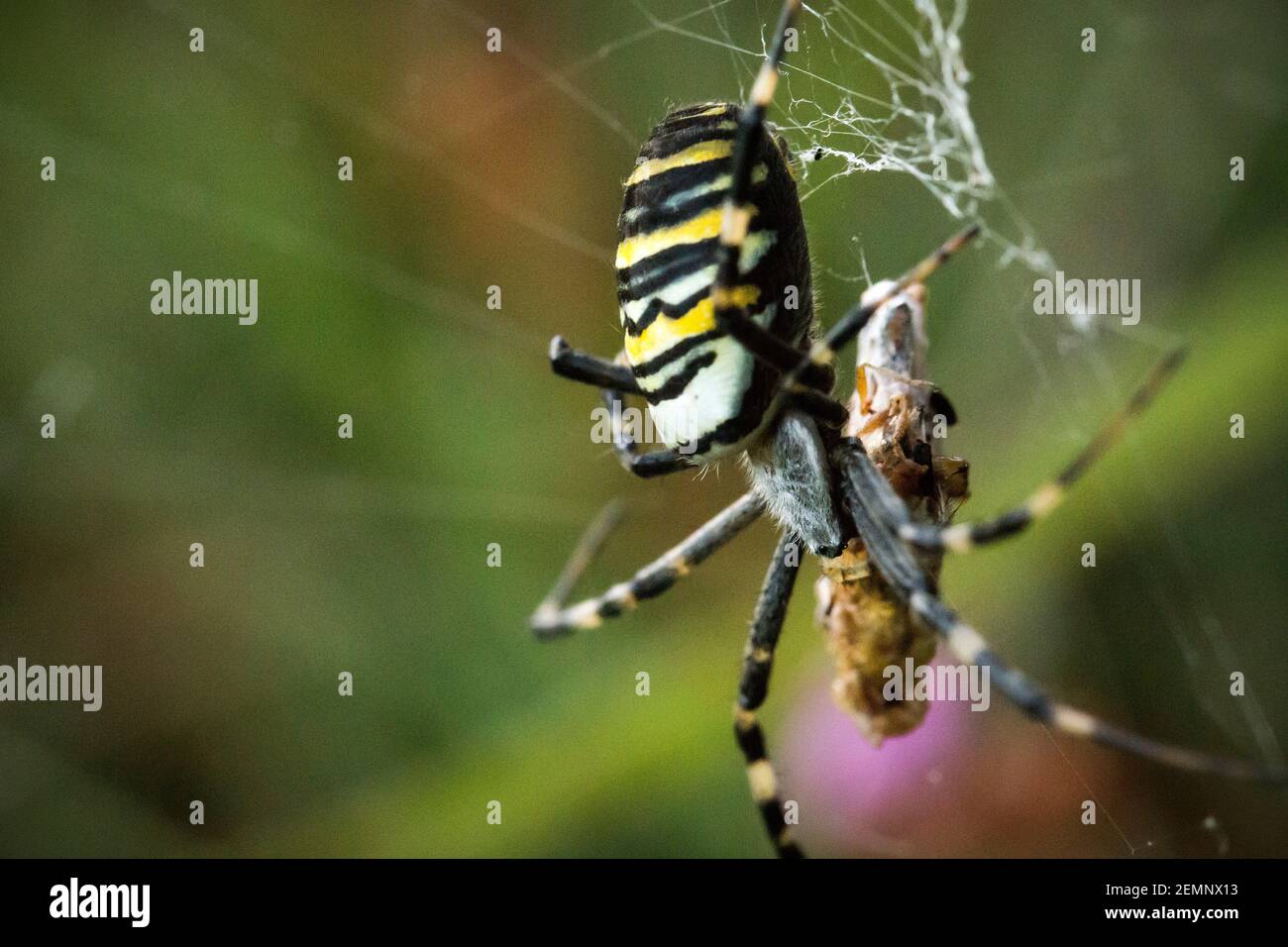 A large wasp spider with prey in its web Stock Photo - Alamy