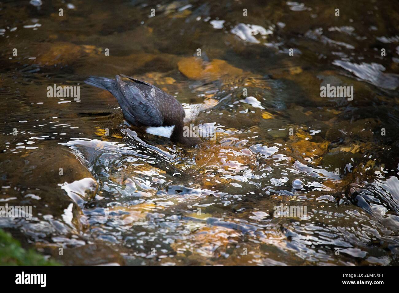 A dipper bird submerging its head underwater Stock Photo Alamy