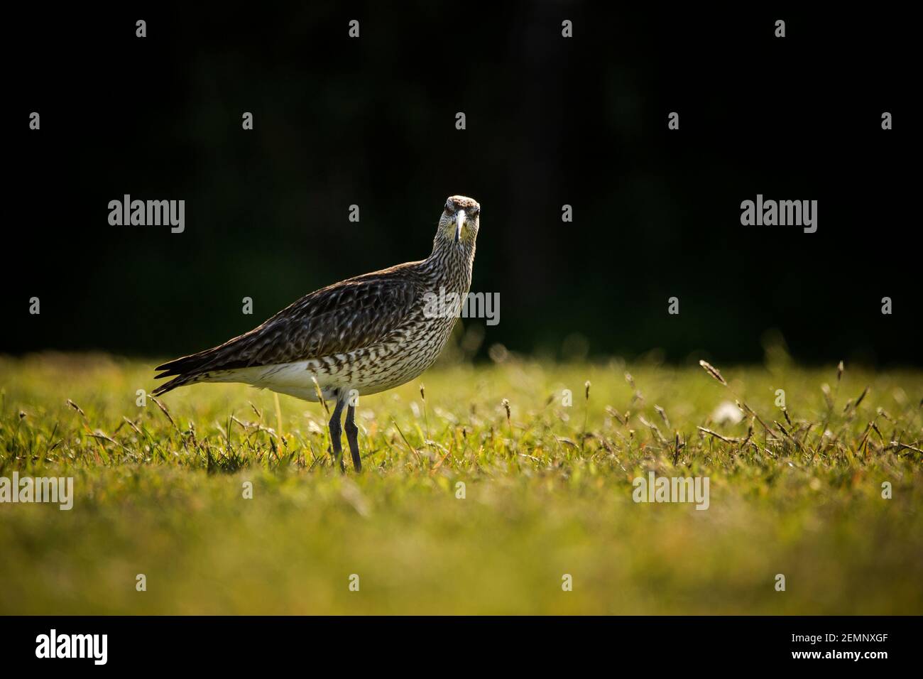 A whimbrel bird feeding in a field Stock Photo
