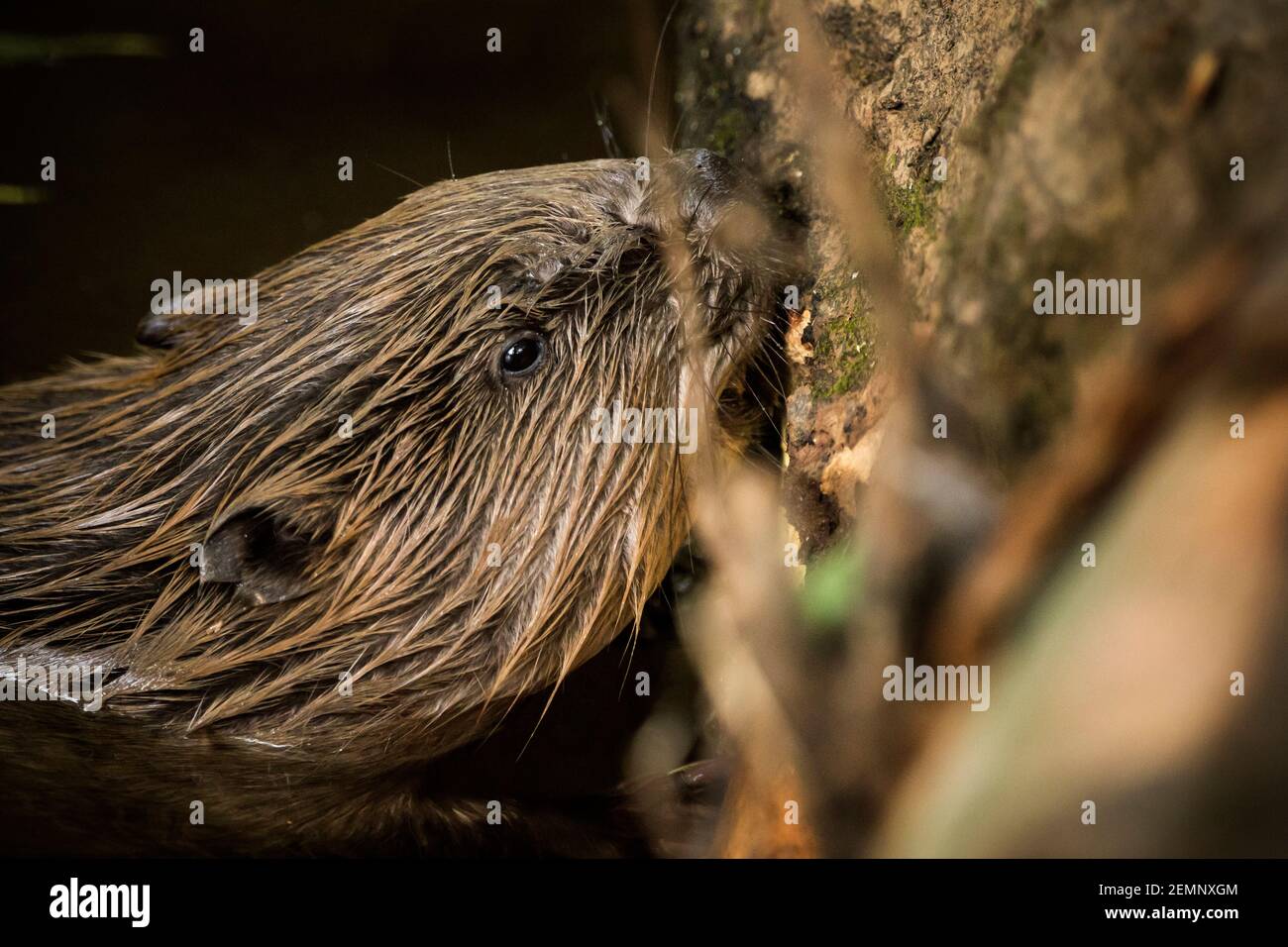 A Headshot of a Beaver feeding in a river Stock Photo