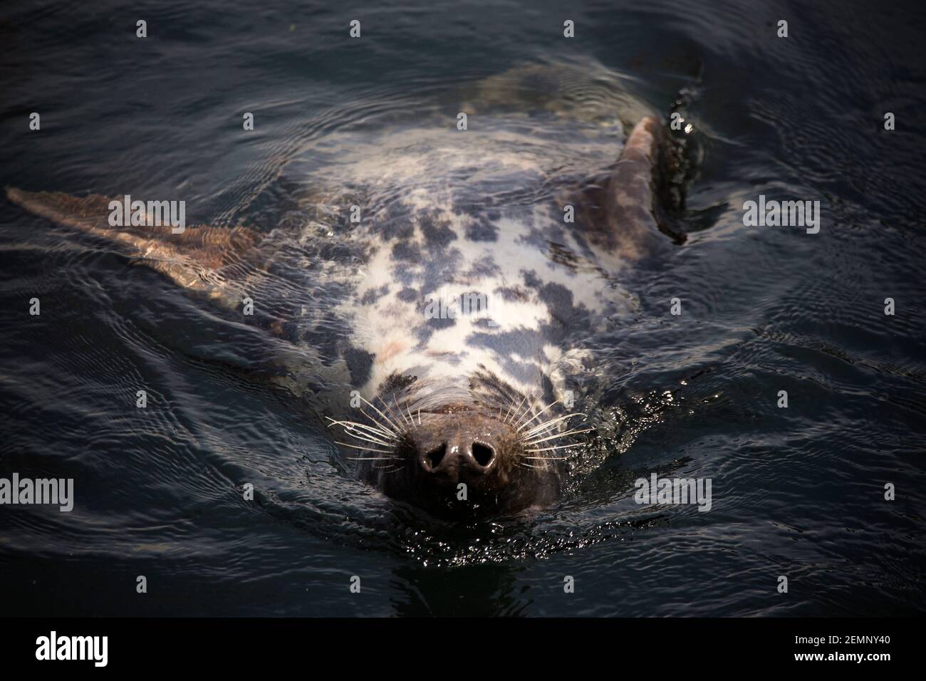 Seal swimming upside down hires stock photography and images Alamy