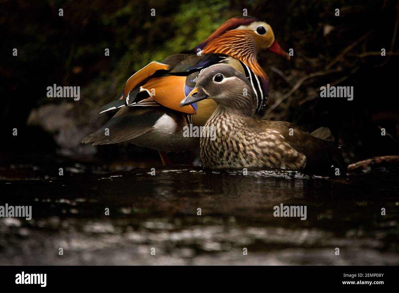 A male and female mandarin duck on a river Stock Photo - Alamy