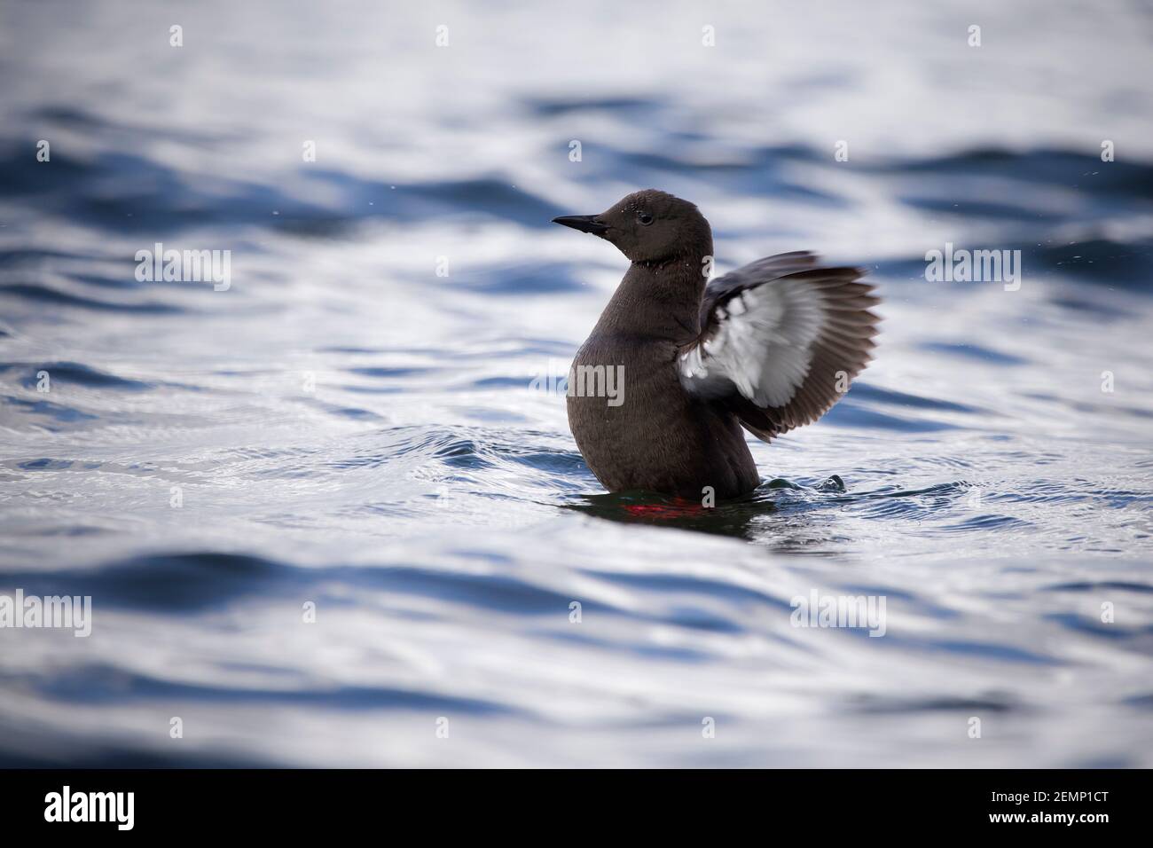 A black guillemot flapping its wings at sea Stock Photo