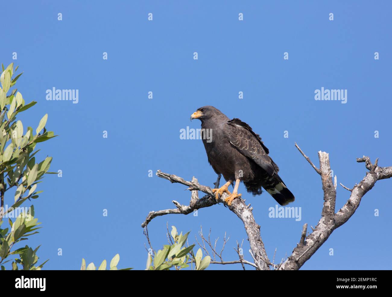 Cuban Black-Hawk, Buteogallus gundlachii, single adult perched in tree, Zapata Swamp, Matanzas Province, Cuba Stock Photo