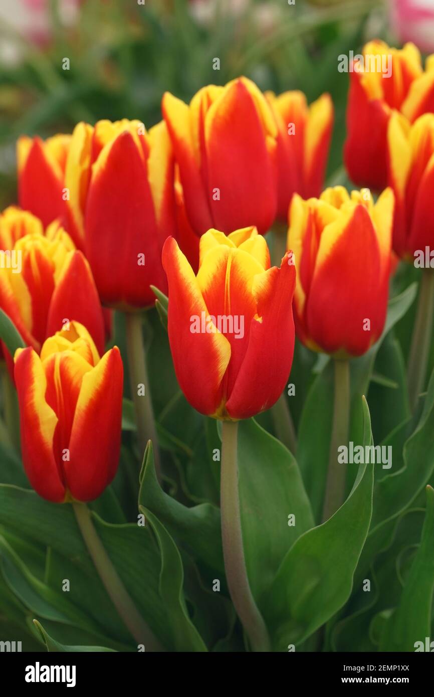 Tulipa 'Reputation' flowers. Stock Photo