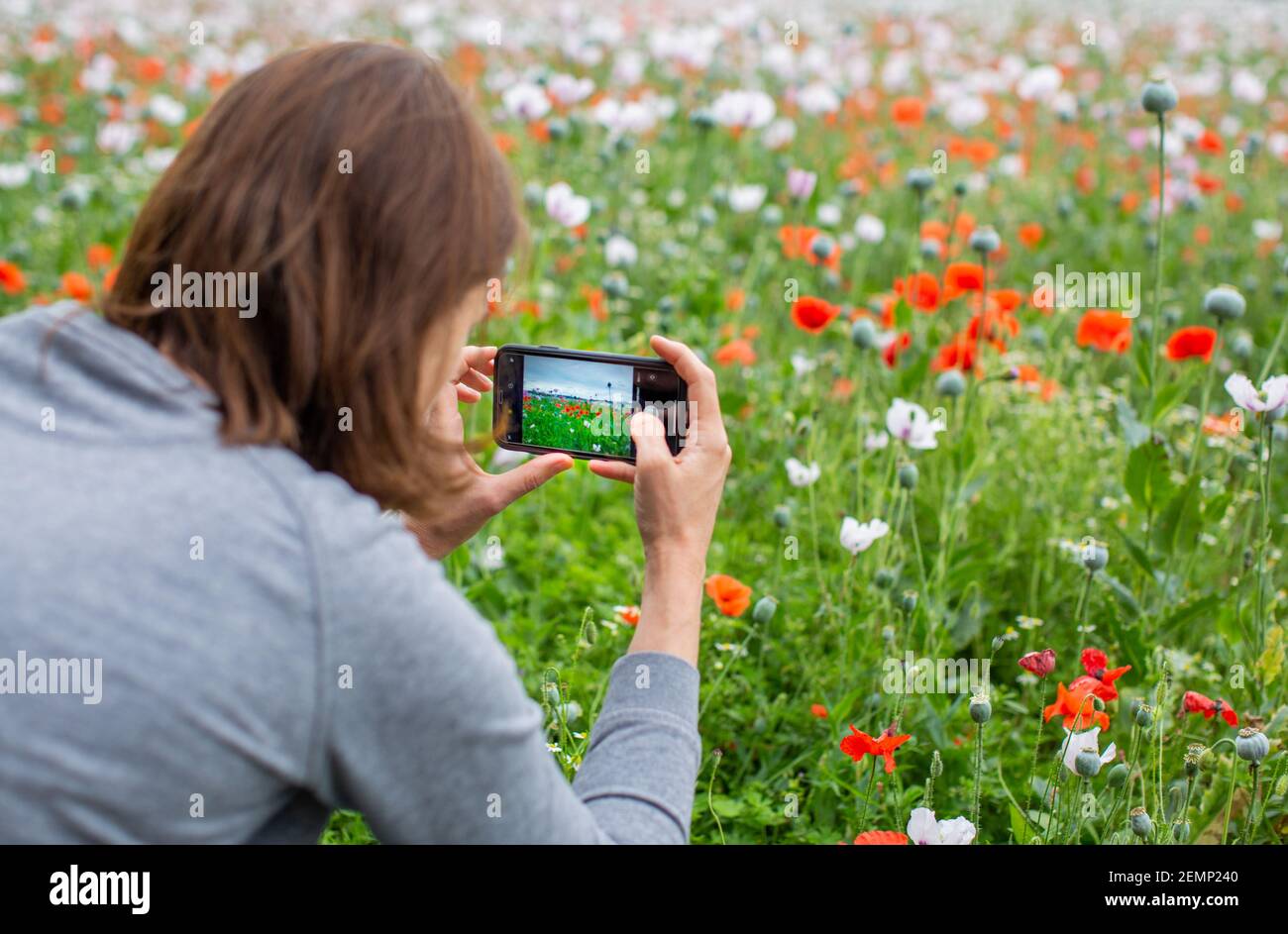 Woman using mobile phone to take photos of poppies in a field Stock Photo
