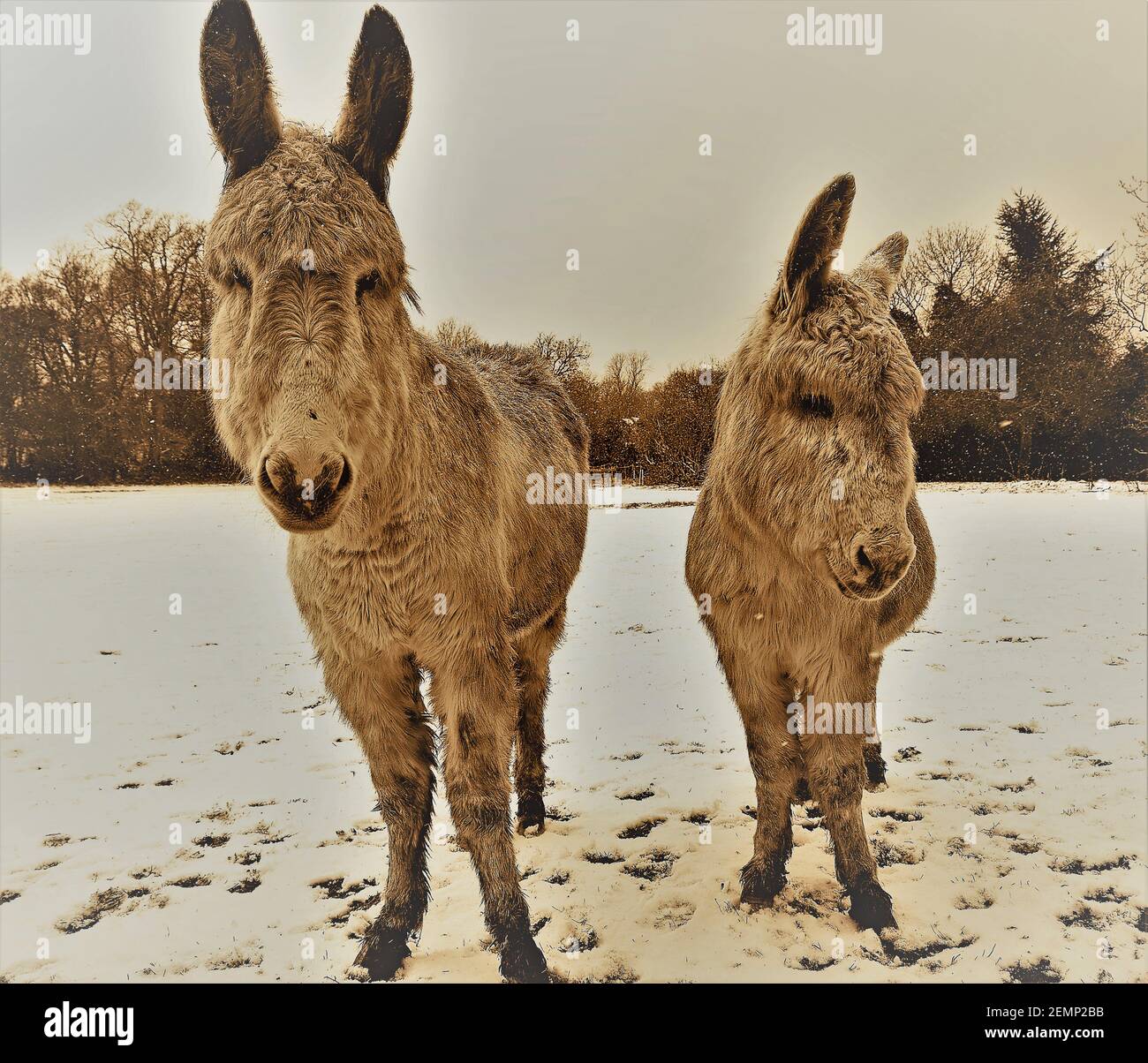 Donkeys living an English Winter It's cold out here! Woburn, England