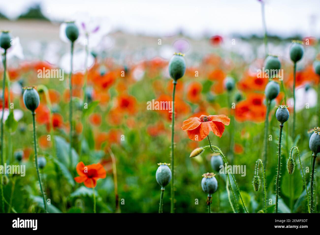 Field of poppies in summer, Oxfordshire, UK. Stock Photo