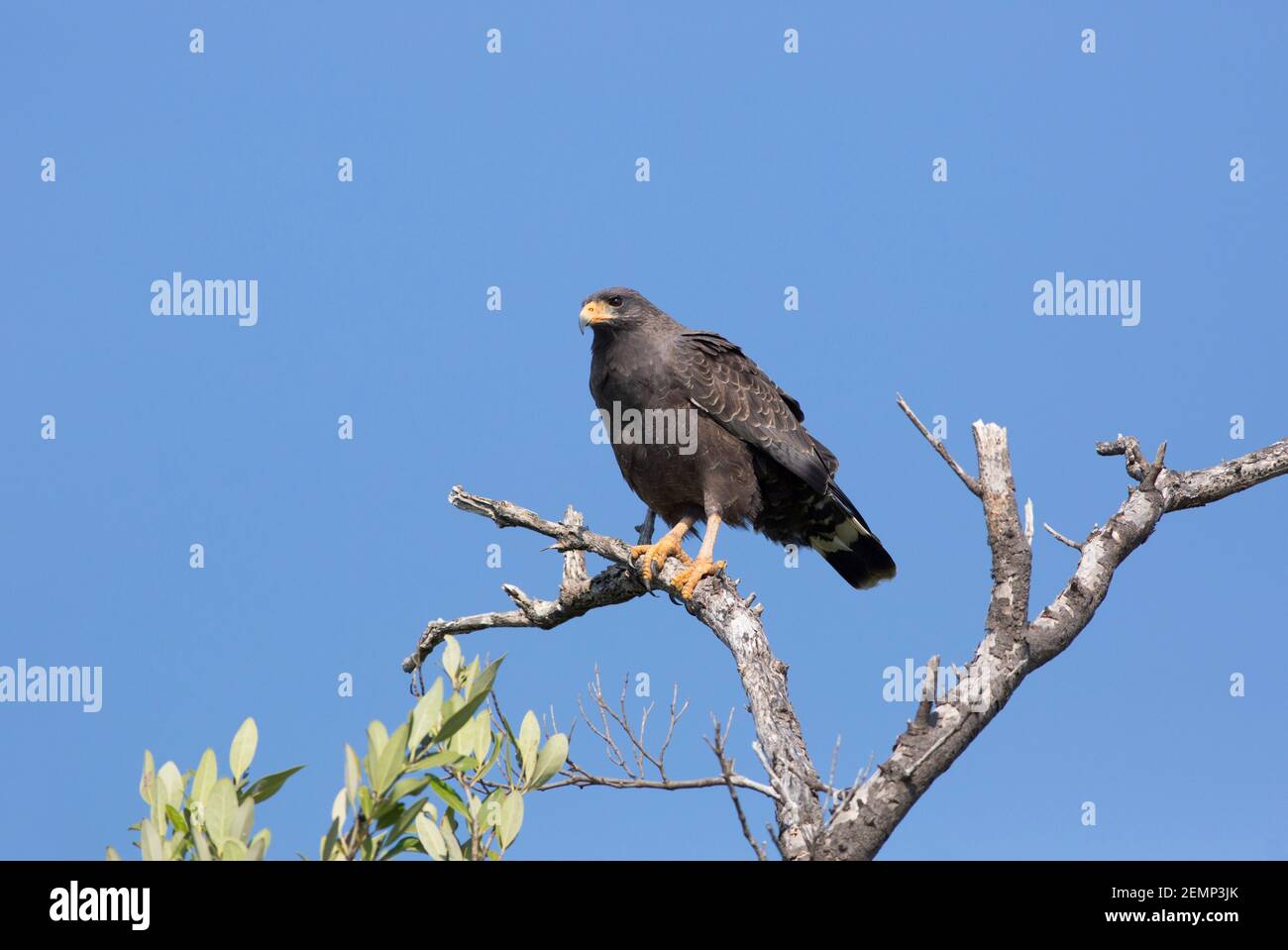 Cuban Black-Hawk, Buteogallus gundlachii, single adult perched in tree, Zapata Swamp, Matanzas Province, Cuba Stock Photo