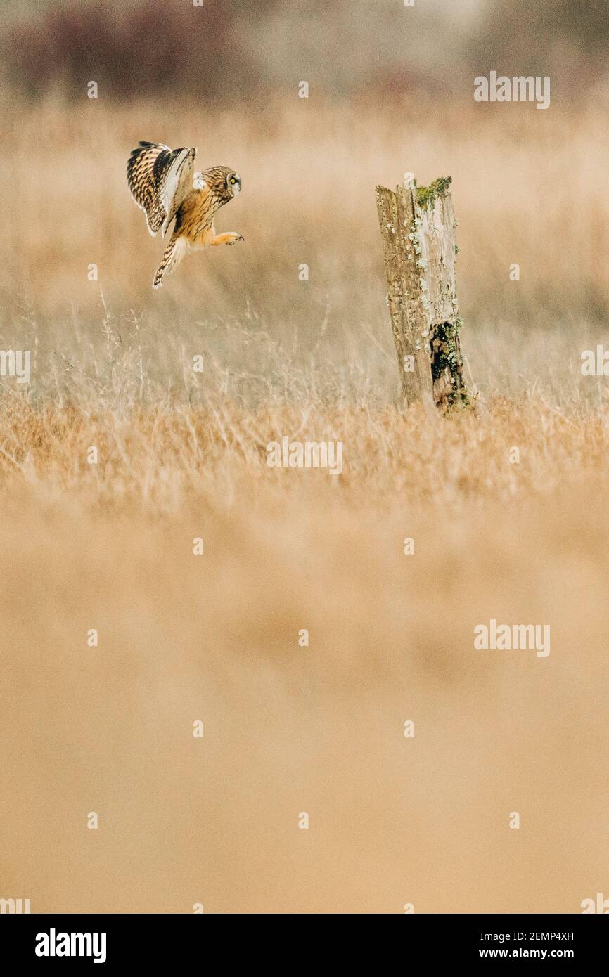 Side view of a Short-eared Owl landing on a tree stump Stock Photo