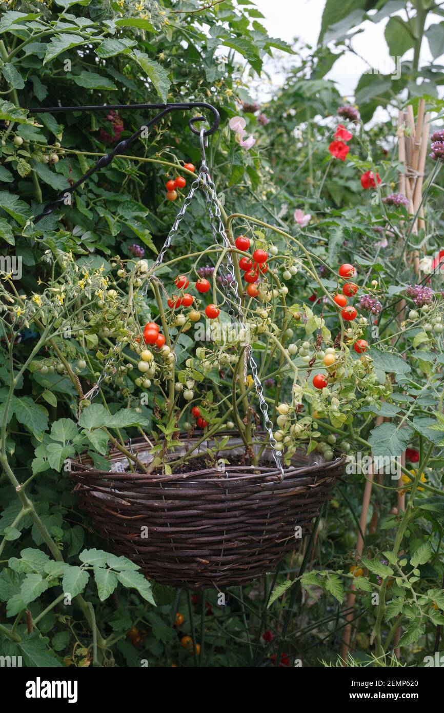 Small productive cottage garden in Summer. Stock Photo