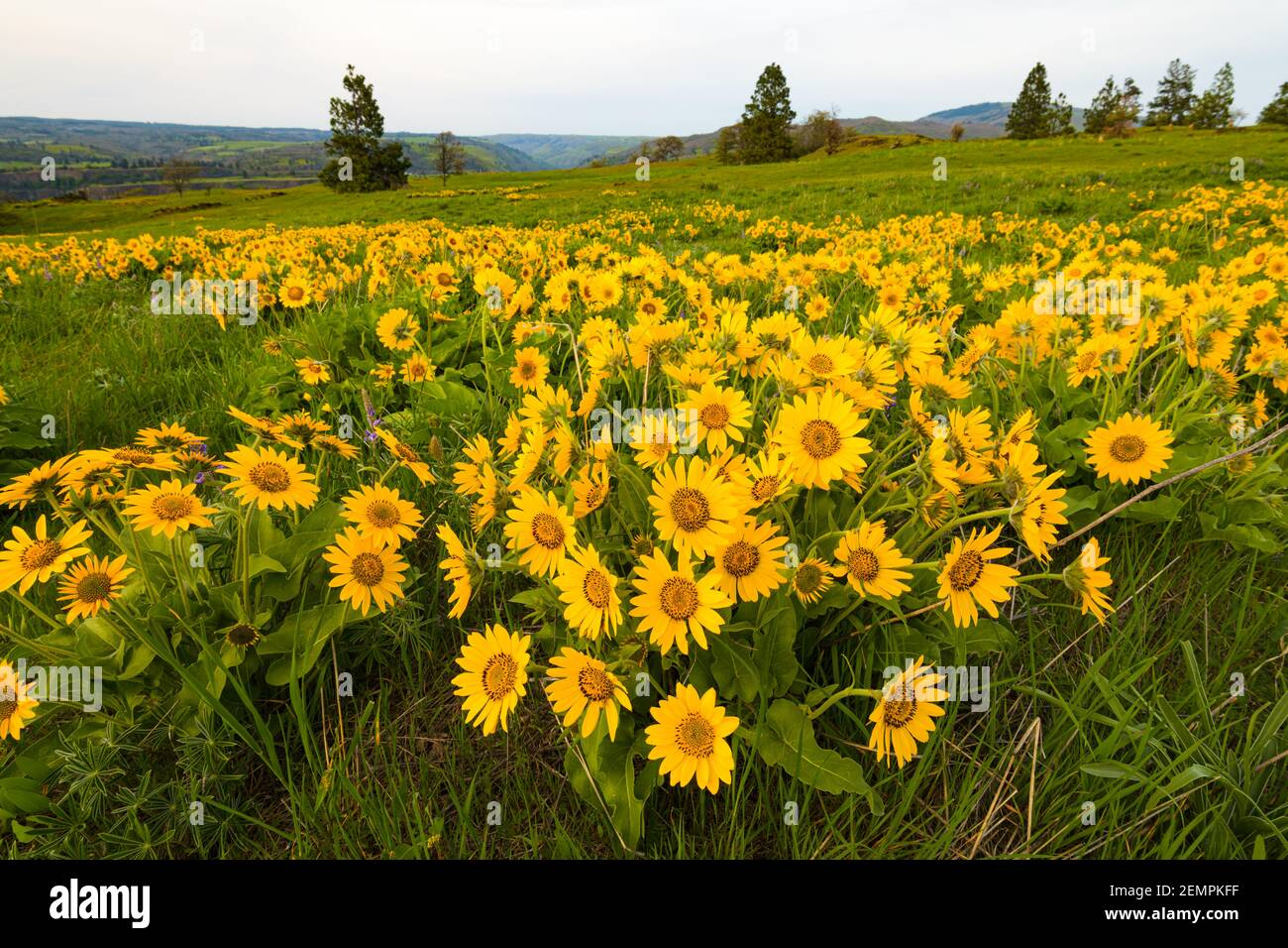 Yellow balsamroot flowers on a plateau above the Columbia River Stock Photo