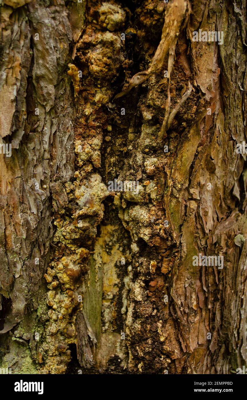 the juice of the Christmas tree on the bark of the tree flows down