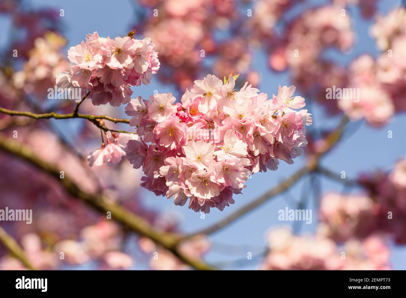 Hanging flower branches hi-res stock photography and images - Alamy