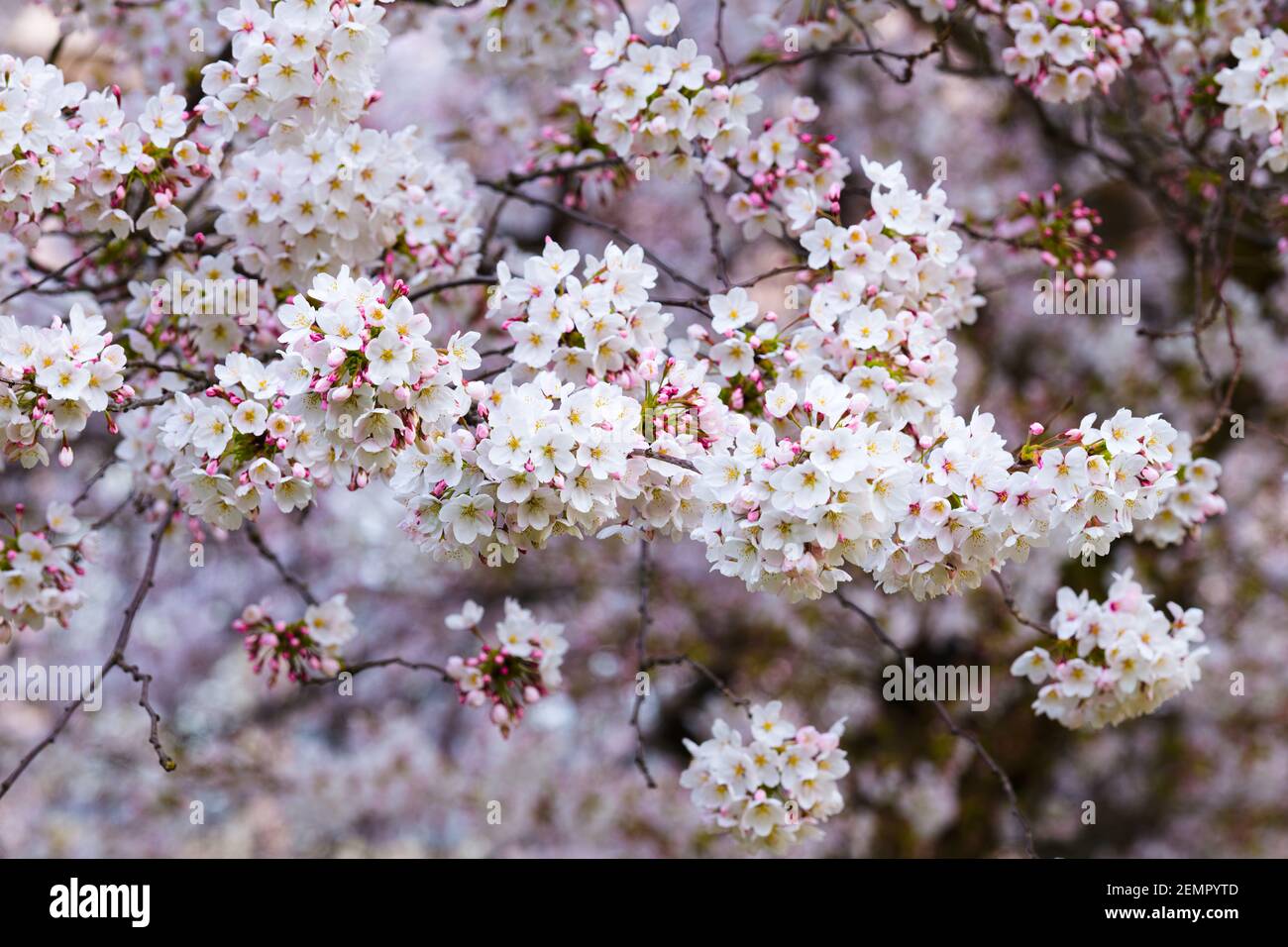 Branch of delicate Yoshino cherry blossom Stock Photo
