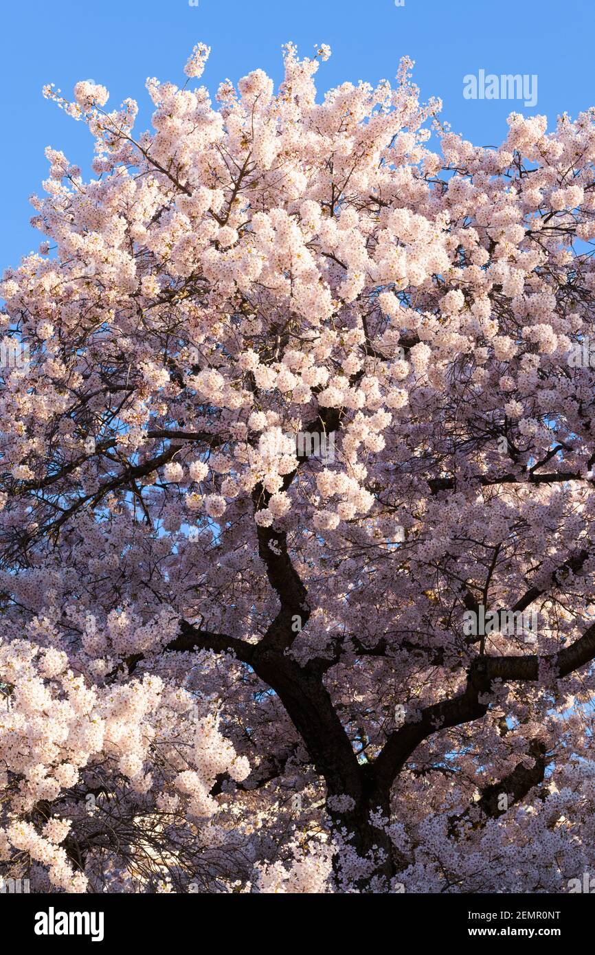 Yoshino cherry tree with springtime blossoms Stock Photo