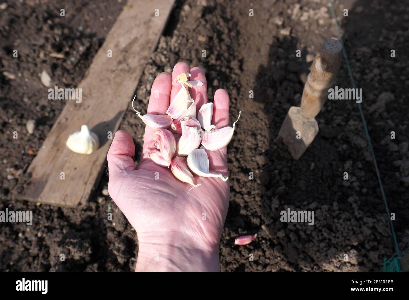 Planting garlic cloves, variant Germidour on an allotment garden in February 2021 UK Stock Photo