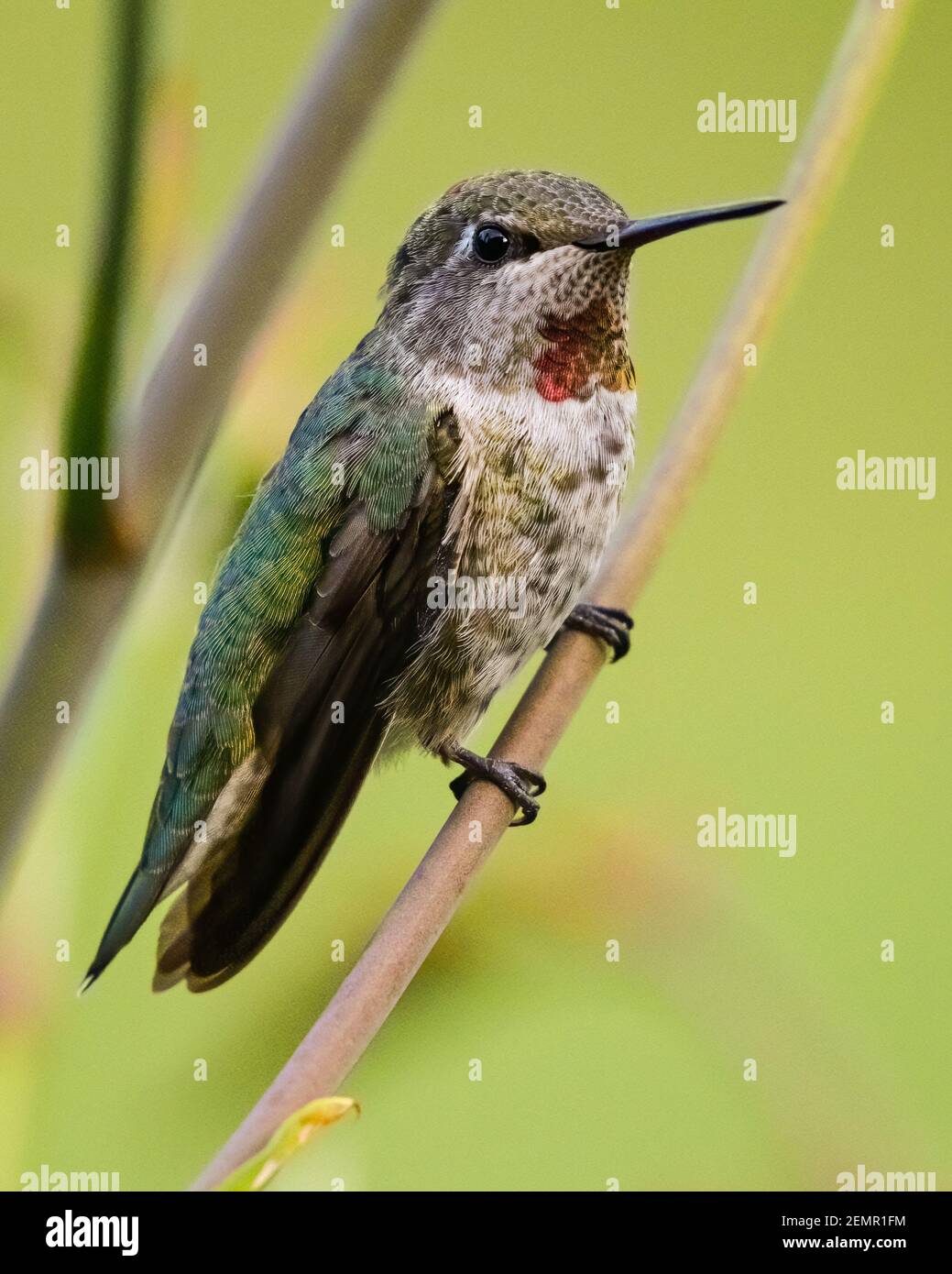 Hummingbird stands on diagonal stalk of a crocosmia plant in summer in the Snoqualmie valley of Western Washington State Stock Photo