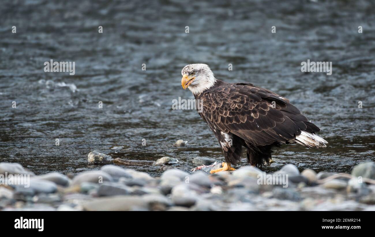 Near mature bald eagle on a chum salmon on the edge of the Nooksack River in the Pacific Northwest in winter Stock Photo