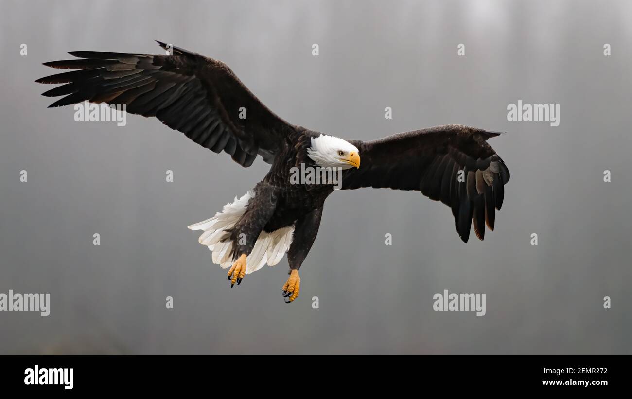 Adult bald eagle Haliaeetus leucocephalus landing on a misty morning along the Nooksack River in the Pacific Northwest of America Stock Photo
