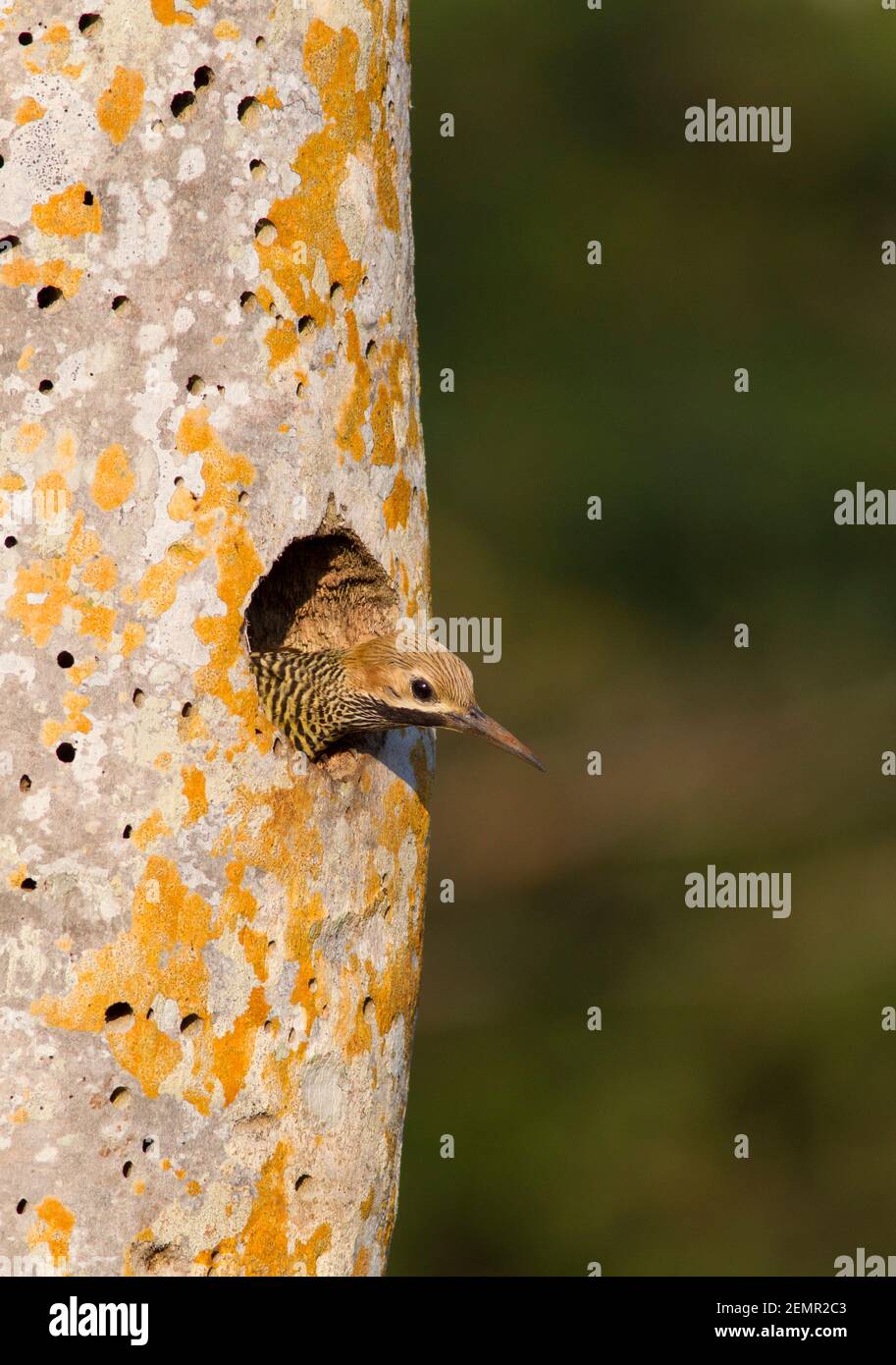 Fernandina's Flicker, Colaptes fernandinae, single adult male looking out of nest hole in Fan Palm Tree, Zapata Penninsula, Matanzas Province, Cuba Stock Photo