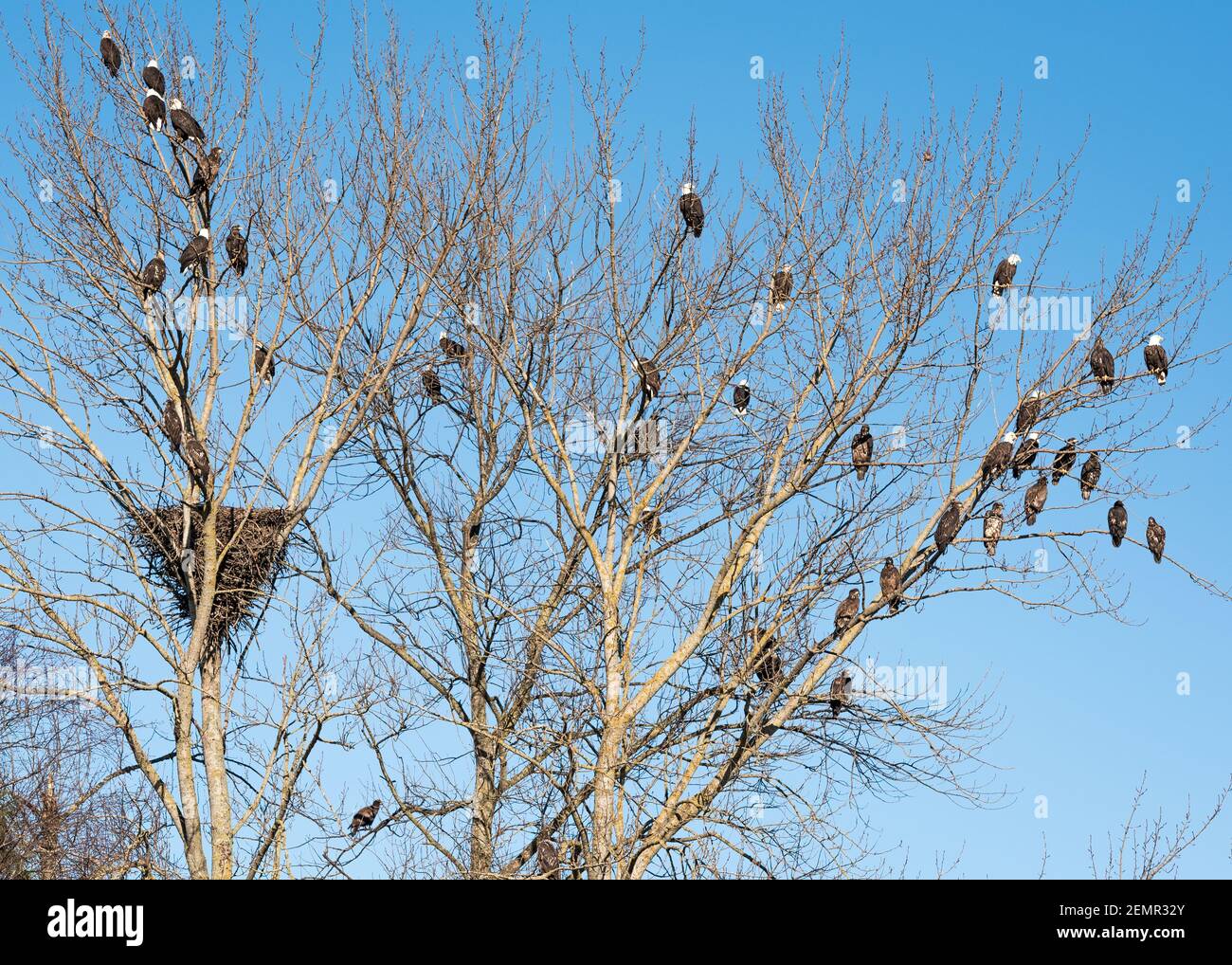 Bald Eagles gather in large number in a winter tree at Edison in the Skagit Valley in Washington State after feeding on salmon in the nearby rivers Stock Photo