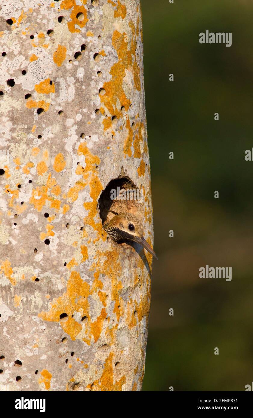 Fernandina's Flicker, Colaptes fernandinae, single adult male looking out of nest hole in Fan Palm Tree, Zapata Penninsula, Matanzas Province, Cuba Stock Photo