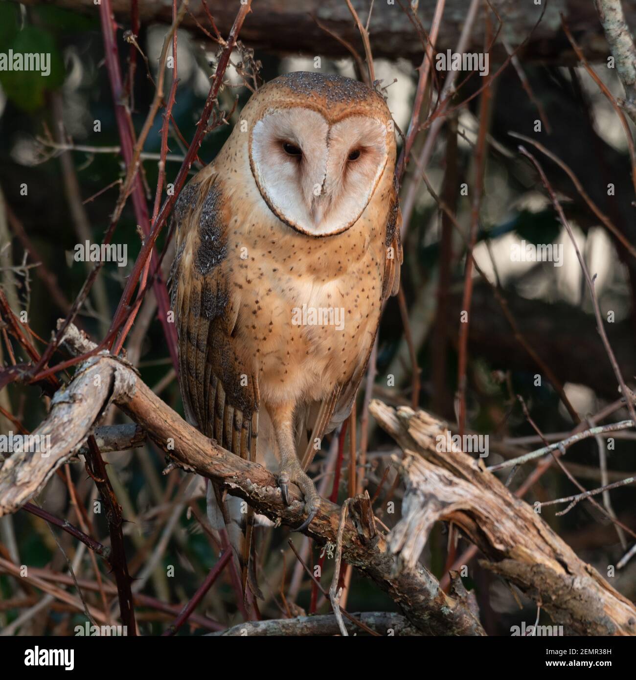 Close up of Barn Owl Tyto furcata watches quietly from a hedgerow during the daytime in winter in the Skagit Valley in the Pacific Northwest Stock Photo