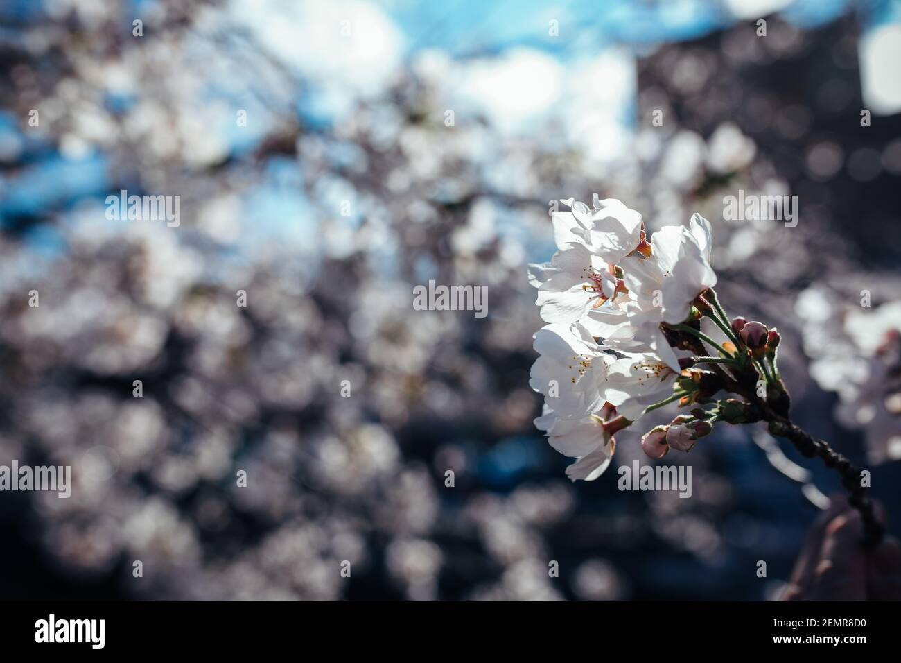 Cherry blossoms seen at yamazaki river, nagoya, Aichi prefecture, Japan