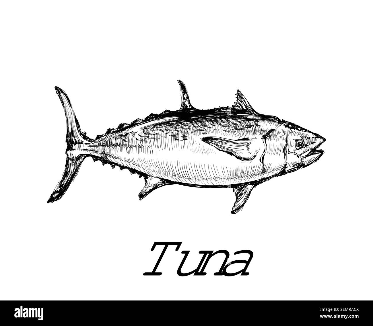 Tuna Fish Hand Drawing Sketch Vector Illustration Stock Vector Image