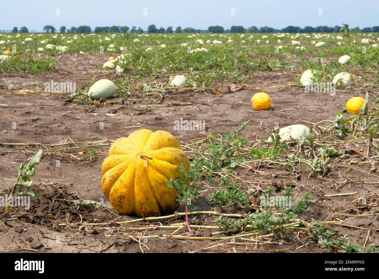Melon ripened on a farm field. Healthy eating. Autumn harvest, juicy and ripe yellow melons. Stock Photo