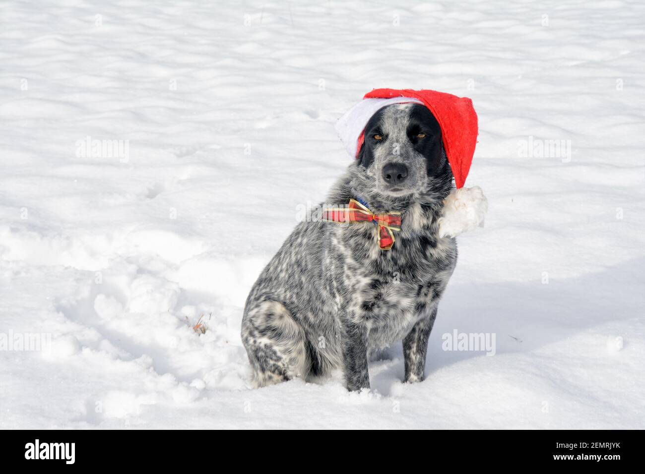 Black and white spotted Texas Heeler sitting in snow, wearing a Santa hat, looking at the viewer; with copy space Stock Photo