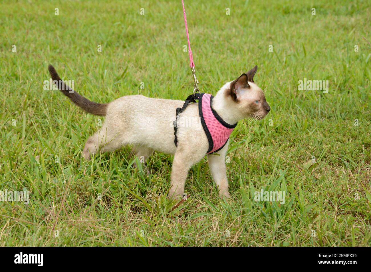 Side view of a beautiful young Siamese cat on an outdoor adventure in harness in green grass Stock Photo