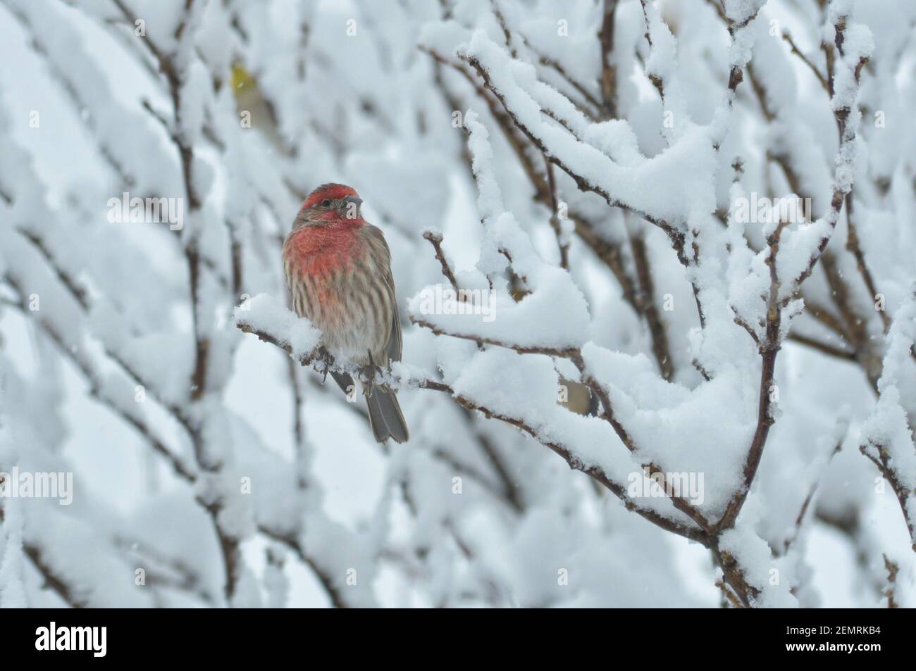 Male House Finch in a snow covered bush in winter Stock Photo