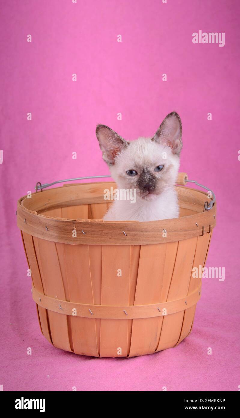 Tiny tortie point Siamese kitten in a wooden basket against pink background Stock Photo