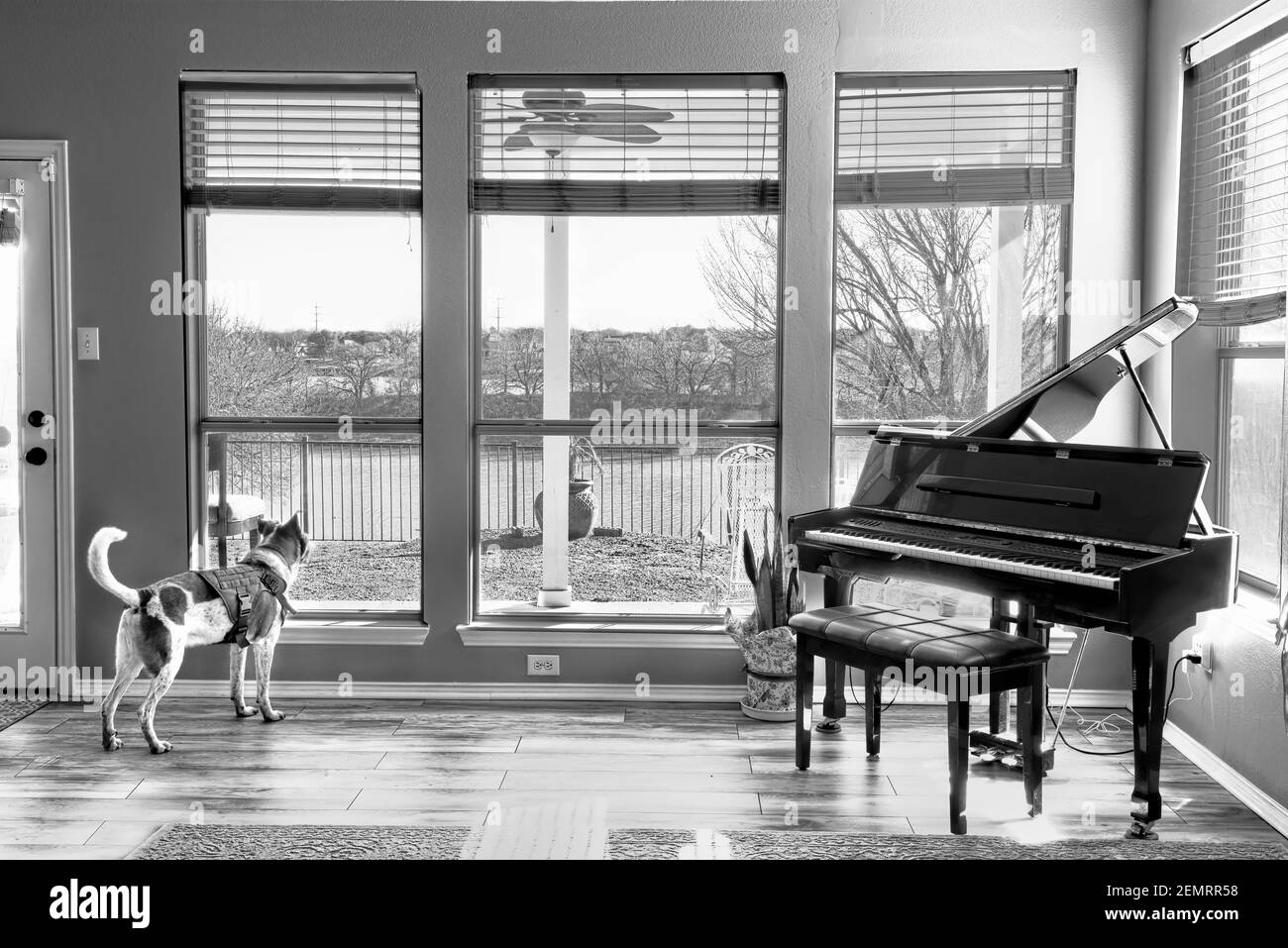 Dog looking out window at lake view in black and white.. Stock Photo