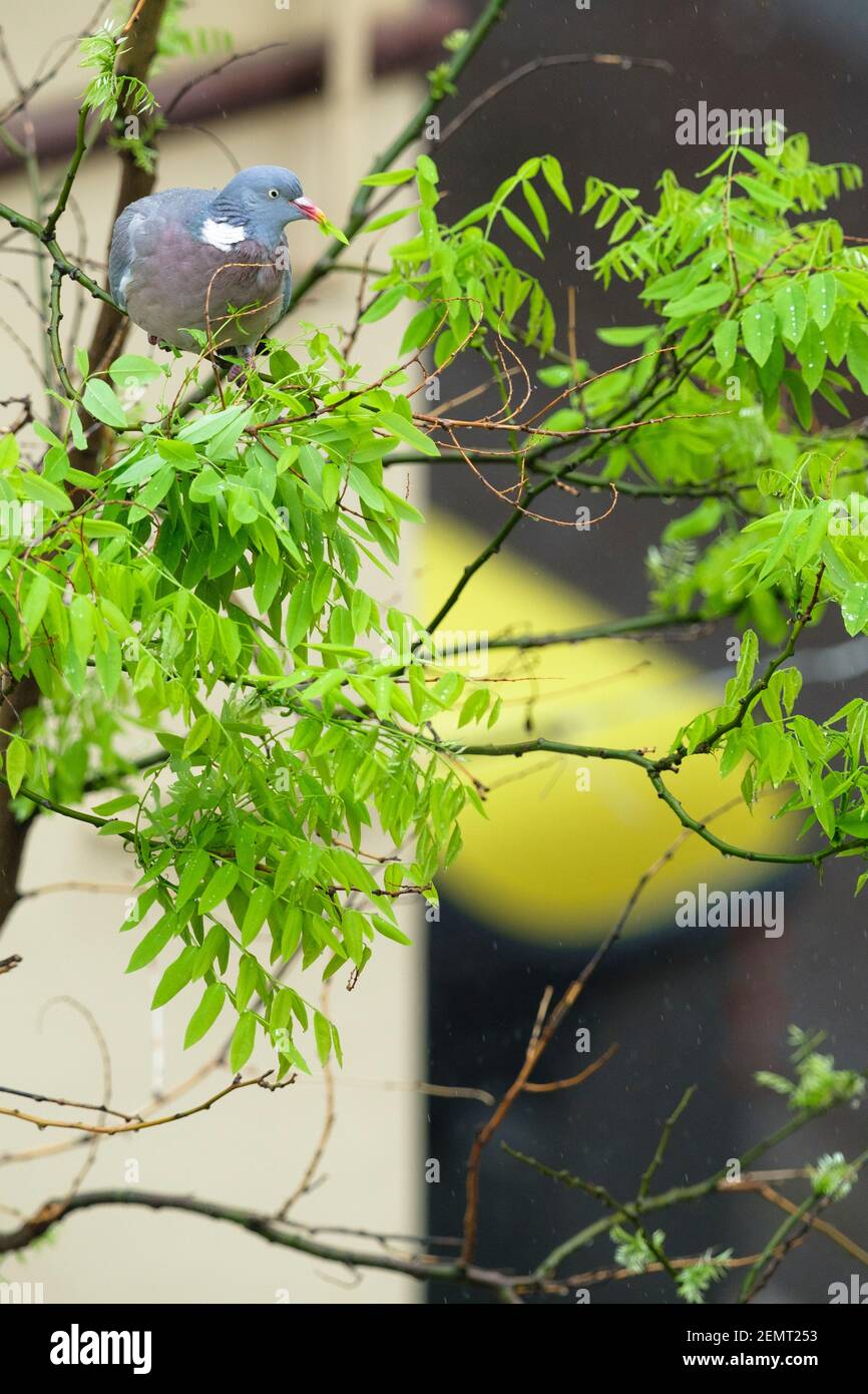 Common Woodpigeon (Columba palumbus), adult feeding on the leaves of Japanese pagoda tree (Styphnolobium japonicum). Barcelona. Catalonia. Spain. Stock Photo